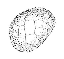 Ulota membranata, spore. Drawn from G.O.K. Sainsbury 5257, CHR 556095.
 Image: R.C. Wagstaff © Landcare Research 2017 